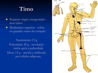 Timo Pequeno órgão encapsulado - dois lobos Mediastino superior - sobre os grandes vasos do coração  Nascimento 15 g Puberdade 30 g - involução inicia após a puberdade Idoso 15 g - atrofia e infiltrado por células adiposas   