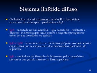 Sistema linfóide difuso Os linfócitos são principalmente células B   e plasmócitos secretores de anticorpos - predomina a IgA IgA  -   secretada na luz intestinal - IgA secretória - resistente à digestão enzimática; proteção contra os agentes patogênicos antes de eles invadirem os tecidos IgG e IgM  - secretadas dentro da lâmina própria; proteção contra organismos que se esquivaram dos mecanismos protetores de superfície IgE  - mediadora da liberação de histamina pelos mastócitos presentes em grande número na lâmina própria 