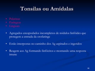 Tonsilas ou  Amídalas   Palatinas Faríngeas  Linguais Agregados encapsulados incompletos de nódulos linfóides que protegem a entrada da orofaringe Estão interpostas no caminho dos Ag aspirados e ingeridos Reagem aos Ag formando linfócitos e montando uma resposta imune 