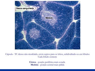 Cápsula - TC denso não-modelado, envia septos para os lobos, subdividindo-os em lóbulos Cada lóbulo contem: Córtex  - porção periférica mais corada  Medula  - porção central mais pálida 