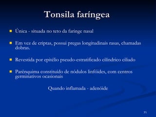 Tonsila faríngea  Única - situada no teto da faringe nasal Em vez de criptas, possui pregas longitudinais rasas, chamadas dobras.  Revestida por epitélio pseudo-estratificado cilíndrico ciliado Parênquima constituído de nódulos linfóides, com centros germinativos ocasionais Quando inflamada - adenóide 