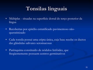 Tonsilas linguais Múltiplas - situadas na superfície dorsal do terço posterior da língua Recobertas por epitélio estratificado pavimentoso não-queratinizado Cada tonsila possui uma cripta única, cuja base recebe os ductos das glândulas salivares seromucosas Parênquima constituído de nódulos linfóides, que freqüentemente possuem centros germinativos 