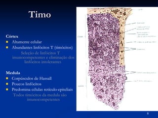 Timo Córtex   Altamente celular  Abundantes linfócitos T (timócitos) Seleção de linfócitos T imunocompetentes e eliminação dos linfócitos intolerantes  Medula   Corpúsculos de Hassall Poucos linfócitos Predomina células retículo-epiteliais Todos timócitos da medula são  imunocompetentes 