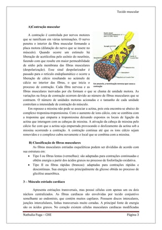 Tecido muscular



   A)Contração muscular

    A contração é controlada por nervos motores
que se ramificam em várias terminações. O nervo
penetra o interior da fibra muscular formando a
placa motora (dilatação do nervo que se insere no
músculo). Quando ocorre um estímulo há
liberação de acetilcolina pelo axônio do neurônio,
fazendo com que resulte em maior permeabilidade
de sódio pela membrana das fibras musculares
(despolarização). Esse sinal despolarizador é
passado para o retículo endoplasmático e ocorre a
liberação de cálcio resultando no acúmulo de
cálcio no interior das fibras, o que inicia o
processo de contração. Cada fibra nervosa e as
fibras musculares inervadas por ela formam o que se chama de unidade motora. As
variações na força de contração ocorrem devido ao número de fibras musculares que se
contraem. O número de unidades motoras acionadas e o tamanho de cada unidade
controlam a intensidade de contração do músculo.
    Em repouso a miosina não pode se associar a actina, pois esta encontra-se abaixo do
complexo troponina-tropomiosina. Com o aumento de íons cálcio, este se combina com
a troponina que empurra a tropomiosina deixando expostos os locais de ligação da
actina que interagem com as cabeças de miosina. A ativação da cabeça de miosina pelo
cálcio faz com que a actina seja empurrada provocando o deslizamento da actina sob a
miosina ocorrendo a contração. A contração continua até que os íons cálcio sejam
removidos e o complexo cubra novamente o local que se combina com a miosina.

     B) Classificação de fibras musculares
        As fibras musculares estriadas esqueléticas podem ser divididas de acordo com
sua estrutura em:
     Tipo I ou fibras lentas (vermelhas): são adaptadas para contrações continuadas e
        obtêm energia a partir dos ácidos graxos no processo de fosforilação oxidativa.
     Tipo II ou fibras rápidas (brancas): adaptadas para contrações rápidas e
        descontínuas. Sua energia vem principalmente da glicose obtida no processo de
        glicólise anaeróbica.

3 – Músculo estriado cardíaco

       Apresenta estriações transversais, mas possui células com apenas um ou dois
núcleos centralizados. As fibras cardíacas são envolvidas por tecido conjuntivo
semelhante ao endomísio, que contém muitos capilares. Possuem discos intercalares,
junções intercelulares, linhas transversais muito coradas. A principal fonte de energia
são os ácidos graxos. No coração existem células musculares cardíacas modificadas

Nathalia Fuga – CHE                                                           Página 3
 