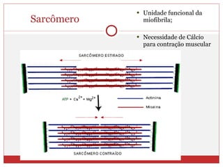 Sarcômero Unidade funcional da miofibrila; Necessidade de Cálcio para contração muscular