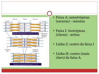 Faixa A: anisotrópicas (escuras) - miosina Faixa I: Isotrópicas (claras) - actina Linha Z: centro da faixa I Linha H: centro (mais claro) da faixa A.