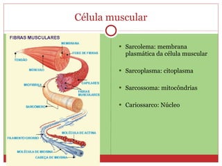 Célula muscular Sarcolema: membrana plasmática da célula muscular Sarcoplasma: citoplasma Sarcossoma: mitocôndrias Cariossarco: Núcleo