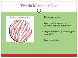 Tecido Muscular Liso Um único núcleo Contração involuntária (sistema nervoso autônomo) Órgãos internos (intestinos, por exemplo) Contração lenta
