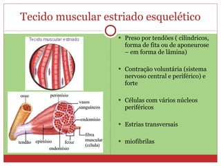 Tecido muscular estriado esquelético Preso por tendões ( cilíndricos, forma de fita ou de aponeurose – em forma de lâmina) Contração voluntária (sistema nervoso central e periférico) e forte Células com vários núcleos periféricos Estrias transversais miofibrilas