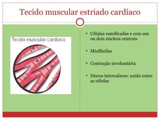 Tecido muscular estriado cardíaco Células ramificadas e com um ou dois núcleos centrais Miofibrilas Contração involuntária Discos intercalares: união entre as células
