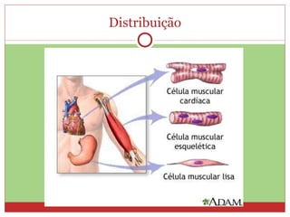 Distribuição
