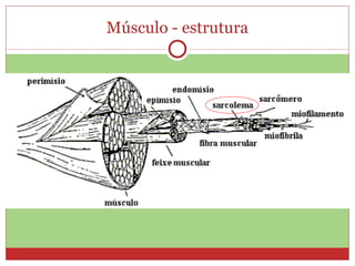 Músculo - estrutura