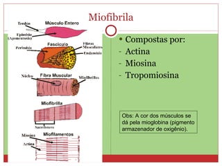 Miofibrila Compostas por: Actina Miosina Tropomiosina Obs: A cor dos músculos se dá pela mioglobina (pigmento armazenador de oxigênio).
