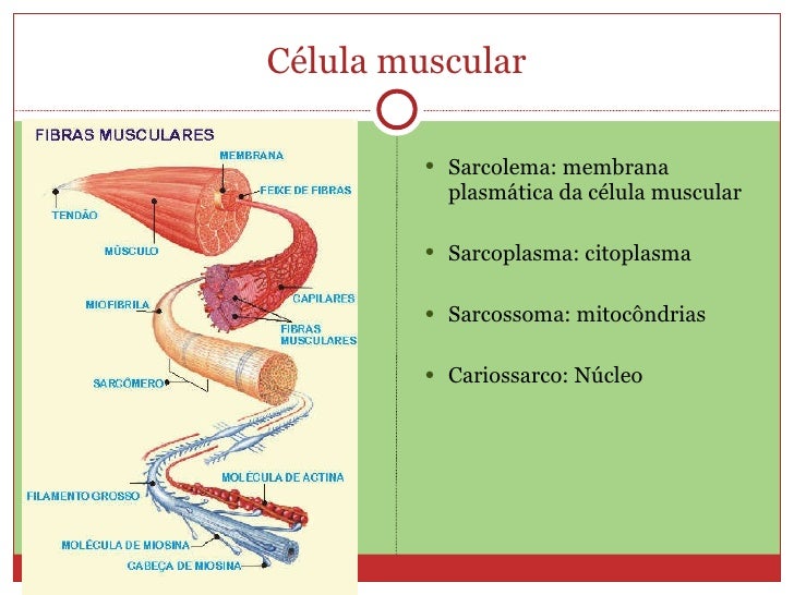 As Celulas Do Tecido Muscular Sao Ricas Em Proteinas