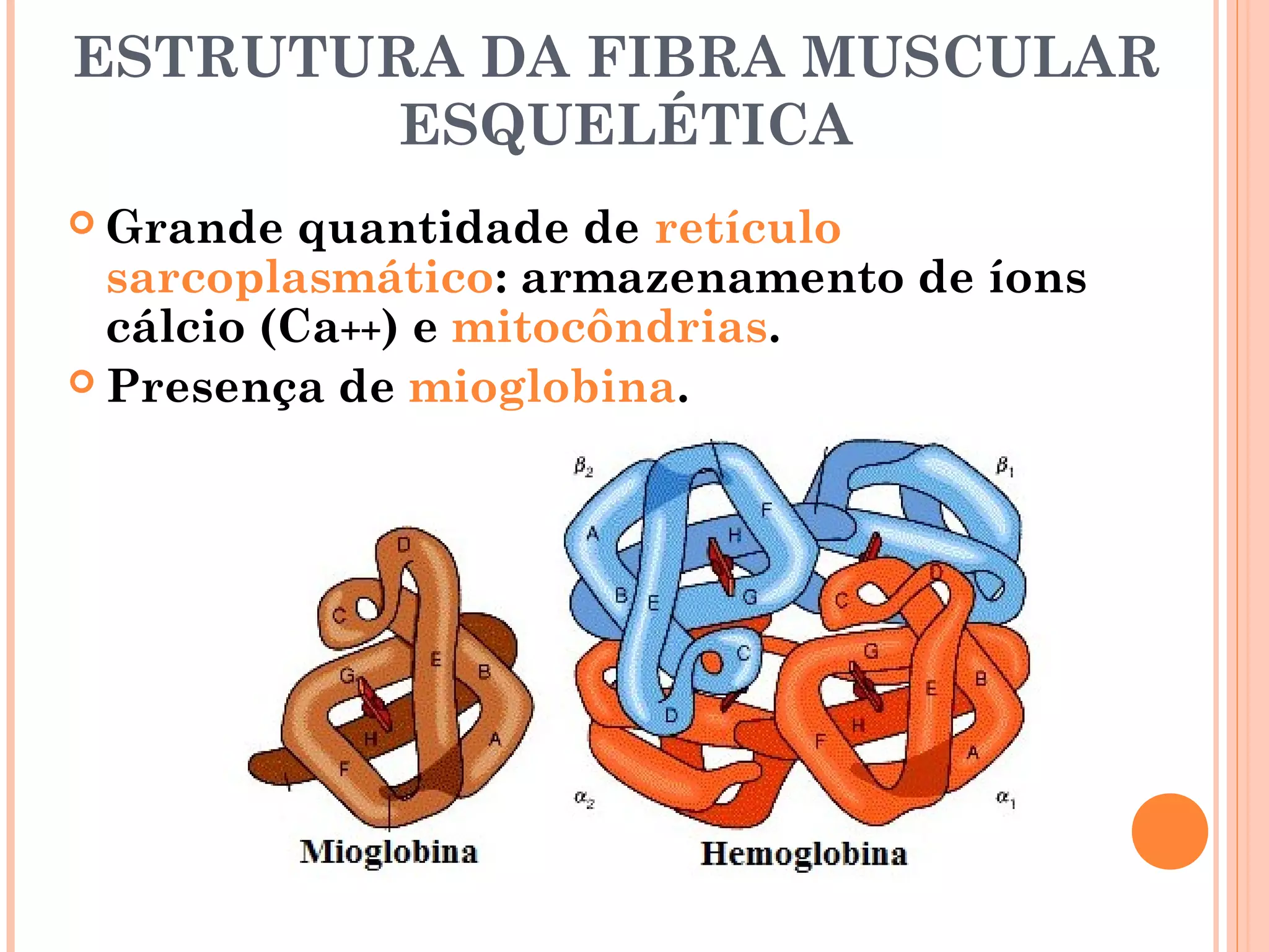 Tecido muscular | PPT