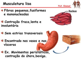 Musculatura lisa Prof. Emanuel
Fibras pequenas,fusiformes
e mononucleadas
Contração fraca,lenta e
involuntária
Sem estrias transversais
Encontrado nos vasos e nas
vísceras
Ex. Movimentos peristálticos,
contração do útero,bexiga.
 