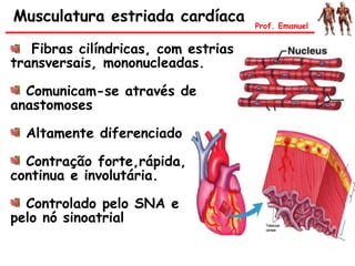 Fibras cilíndricas, com estrias
transversais, mononucleadas.
Comunicam-se através de
anastomoses
Altamente diferenciado
Contração forte,rápida,
continua e involutária.
Controlado pelo SNA e
pelo nó sinoatrial
Musculatura estriada cardíaca Prof. Emanuel
 