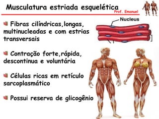 Musculatura estriada esqueléticaProf. Emanuel
Fibras cilíndricas,longas,
multinucleadas e com estrias
transversais
Contração forte,rápida,
descontinua e voluntária
Células ricas em retículo
sarcoplasmático
Possui reserva de glicogênio
 