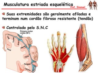 Suas extremidades são geralmente afiladas e
terminam num cordão fibroso resistente (tendão)
Controlado pelo S.N.C
Musculatura estriada esqueléticaProf. Emanuel
 