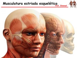 Musculatura estriada esqueléticaProf. Emanuel
 