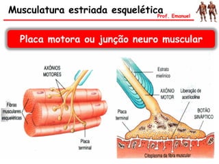Musculatura estriada esquelética
Placa motora ou junção neuro muscular
Prof. Emanuel
 