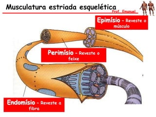 Musculatura estriada esqueléticaProf. Emanuel
Epimísio – Reveste o
músculo
Perimísio – Reveste o
feixe
Endomísio – Reveste a
fibra
 