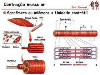 Contração muscular
Sarcômero ou miômero = Unidade contrátil
Prof. Emanuel
 
