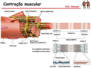 Contração muscular Prof. Emanuel
 
