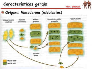 Características gerais Prof. Emanuel
Origem: Mesoderma (mioblastos)
 