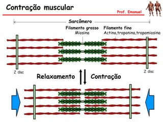 Contração muscular Prof. Emanuel
Sarcômero
Filamento fino
Actina,troponina,tropomiosina
Filamento grosso
Miosina
ContraçãoRelaxamento
 