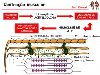 Contração muscular
NEURÔNIO
MOTOR
Liberação de
ACETILCOLINA
LIBERAÇÃO DE
ÍONS DE CÁLCIO
DESLIZAMENTO
DA ACTINA SOBRE
A MIOSINA
HIDRÓLISE DE
ATP
Prof. Emanuel
 