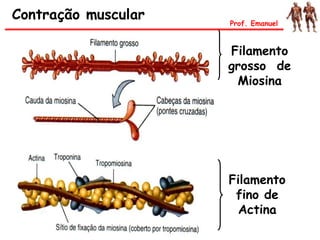 Filamento
grosso de
Miosina
Filamento
fino de
Actina
Contração muscular Prof. Emanuel
 