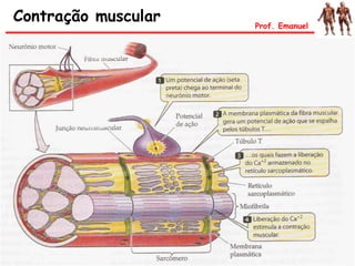 Contração muscular Prof. Emanuel
 
