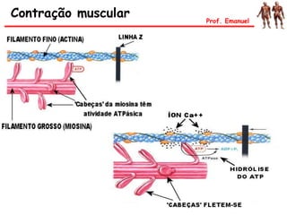 Contração muscular Prof. Emanuel
 