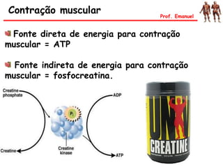 Fonte direta de energia para contração
muscular = ATP
Fonte indireta de energia para contração
muscular = fosfocreatina.
Contração muscular Prof. Emanuel
 