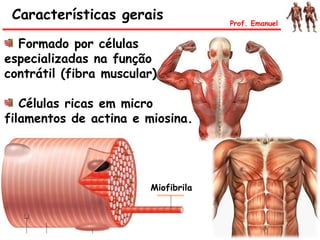 Características gerais Prof. Emanuel
Formado por células
especializadas na função
contrátil (fibra muscular)
Células ricas em micro
filamentos de actina e miosina.
Miofibrila
 