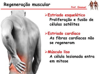 Estriado esquelético
Proliferação e fusão de
células satélites
Estriado cardíaco
As fibras cardíacas não
se regeneram
Músculo liso
A célula lesionada entra
em mitose
Regeneração muscular Prof. Emanuel
 