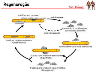 Regeneração Prof. Emanuel
 