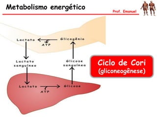 Ciclo de Cori
(gliconeogênese)
Metabolismo energético Prof. Emanuel
 