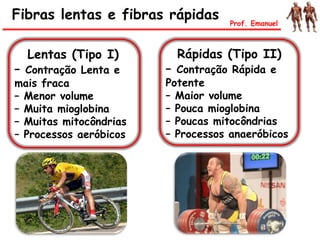 Lentas (Tipo I)
– Contração Lenta e
mais fraca
– Menor volume
– Muita mioglobina
– Muitas mitocôndrias
– Processos aeróbicos
Rápidas (Tipo II)
– Contração Rápida e
Potente
– Maior volume
– Pouca mioglobina
– Poucas mitocôndrias
– Processos anaeróbicos
Fibras lentas e fibras rápidas Prof. Emanuel
 