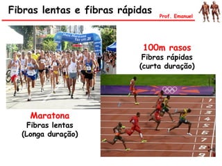 Fibras lentas e fibras rápidas Prof. Emanuel
Maratona
Fibras lentas
(Longa duração)
100m rasos
Fibras rápidas
(curta duração)
 
