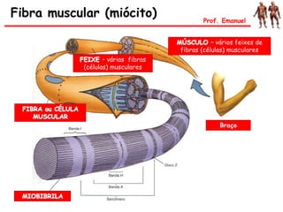 Braço
FEIXE – várias fibras
(células) musculares
FIBRA ou CÉLULA
MUSCULAR
MIOBIBRILA
MÚSCULO – vários feixes de
fibras (células) musculares
Fibra muscular (miócito) Prof. Emanuel
 