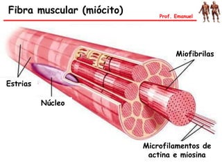 Fibra muscular (miócito) Prof. Emanuel
Estrias
Núcleo
Miofibrilas
Microfilamentos de
actina e miosina
 