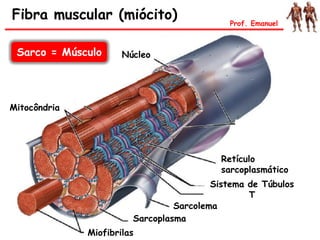 Fibra muscular (miócito) Prof. Emanuel
Núcleo
Mitocôndria
Miofibrilas
Sarcoplasma
Sarcolema
Sistema de Túbulos
T
Retículo
sarcoplasmático
Sarco = Músculo
 