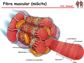 Fibra muscular (miócito) Prof. Emanuel
 