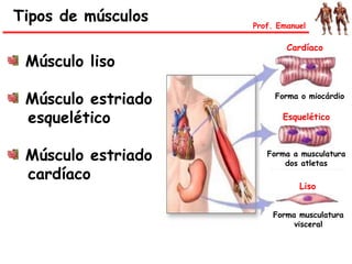 Tipos de músculos
Músculo liso
Músculo estriado
esquelético
Músculo estriado
cardíaco
Prof. Emanuel
Esquelético
Forma a musculatura
dos atletas
Cardíaco
Forma o miocárdio
Liso
Forma musculatura
visceral
 