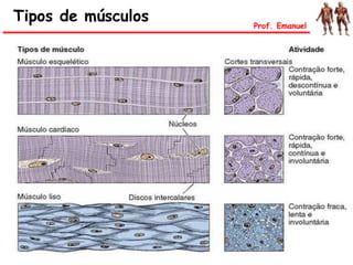 Tipos de músculos Prof. Emanuel
 