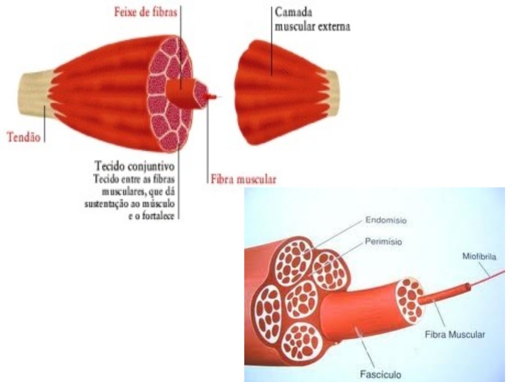 As Celulas Do Tecido Muscular Sao Ricas Em Proteinas