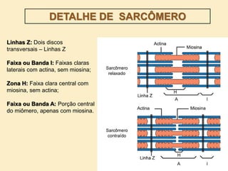 Linhas Z: Dois discos
transversais – Linhas Z
Faixa ou Banda I: Faixas claras
laterais com actina, sem miosina;
Zona H: Faixa clara central com
miosina, sem actina;
Faixa ou Banda A: Porção central
do miômero, apenas com miosina.
DETALHE DE SARCÔMERO
 