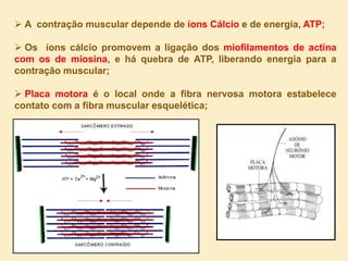  A contração muscular depende de íons Cálcio e de energia, ATP;
 Os íons cálcio promovem a ligação dos miofilamentos de actina
com os de miosina, e há quebra de ATP, liberando energia para a
contração muscular;
 Placa motora é o local onde a fibra nervosa motora estabelece
contato com a fibra muscular esquelética;
 